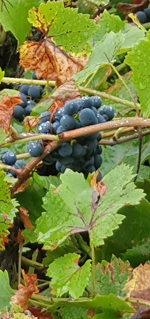 Menu_Flair Hotel & Restaurant Villa Ilske_(Saale)_immagine_2