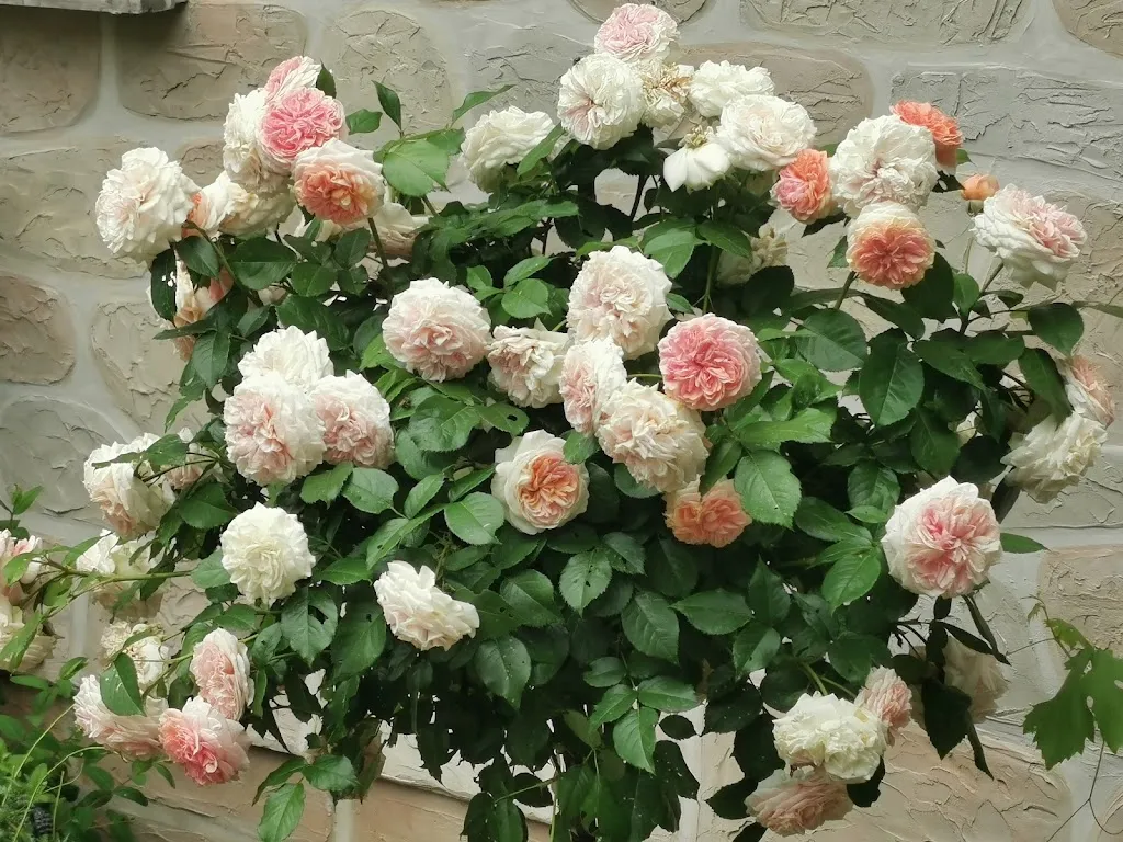 Ölmühle und Kräutergarten Zwei Lindenhof_Ottrau_slider_image_3