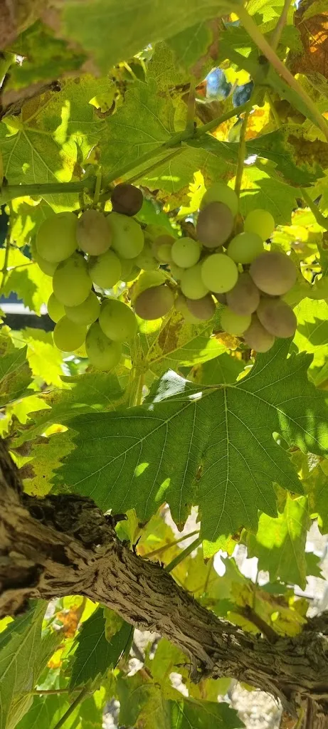 Menu_Bruzzlstubb__immagine_8