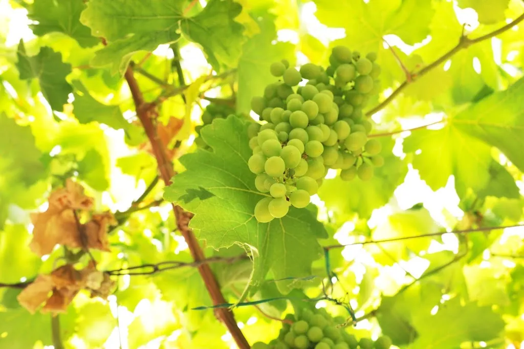 Menu_das Rebenhaus_Rhein_image_6