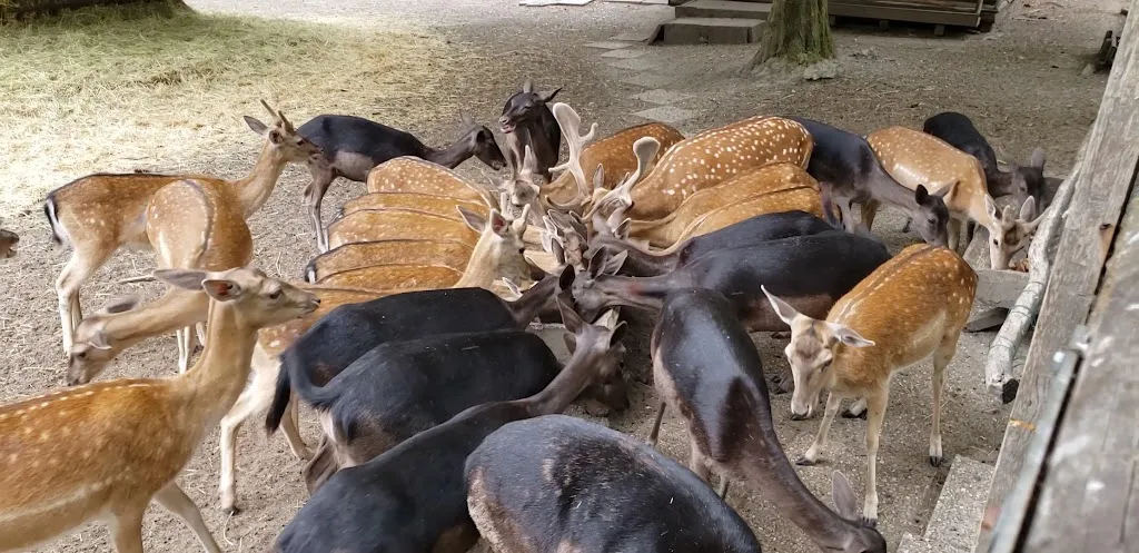 Erlebniswald Am Acisbrunnen_Schlüchtern_slider_image_2