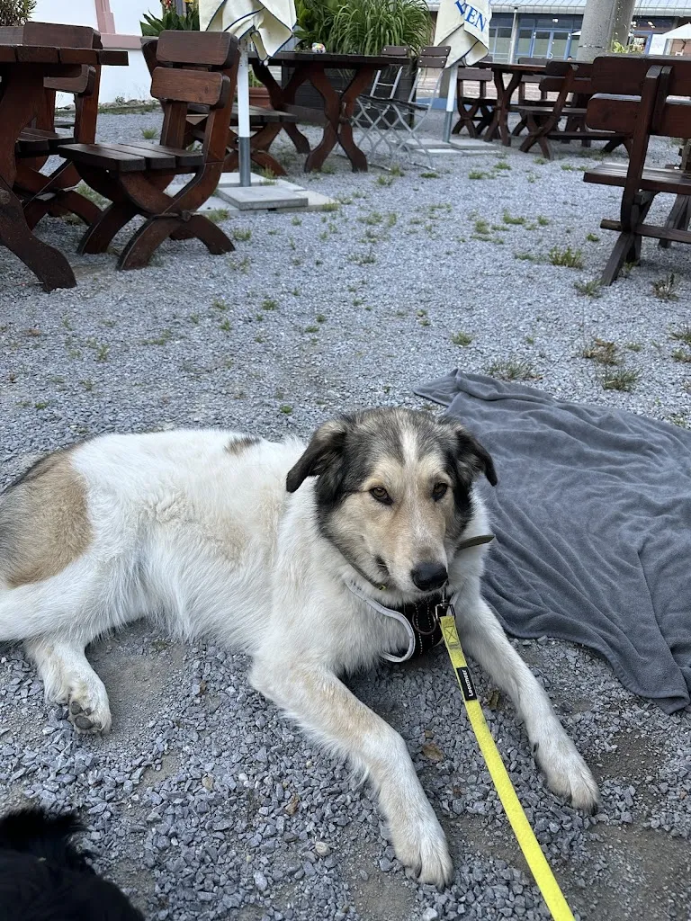 Stefan Sieling_Gasthaus zum Taunus_Taunusstein_recensione