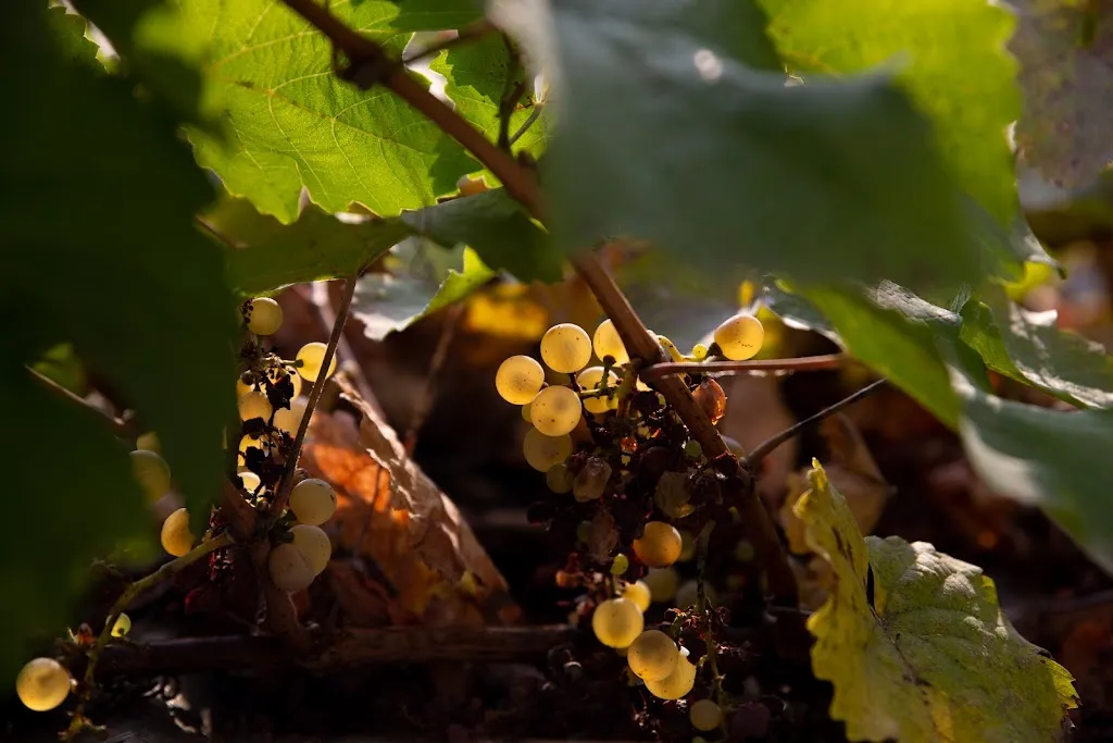 Menu_Agathes_Walluf_image_7