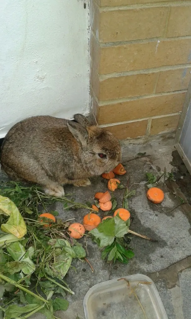 Bug Mühle Straußwirtschaft_Walluf_slider_image_3