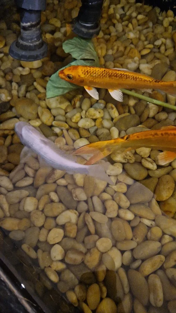 Menu_Asienpalast Weiterstadt_Weiterstadt_image_8