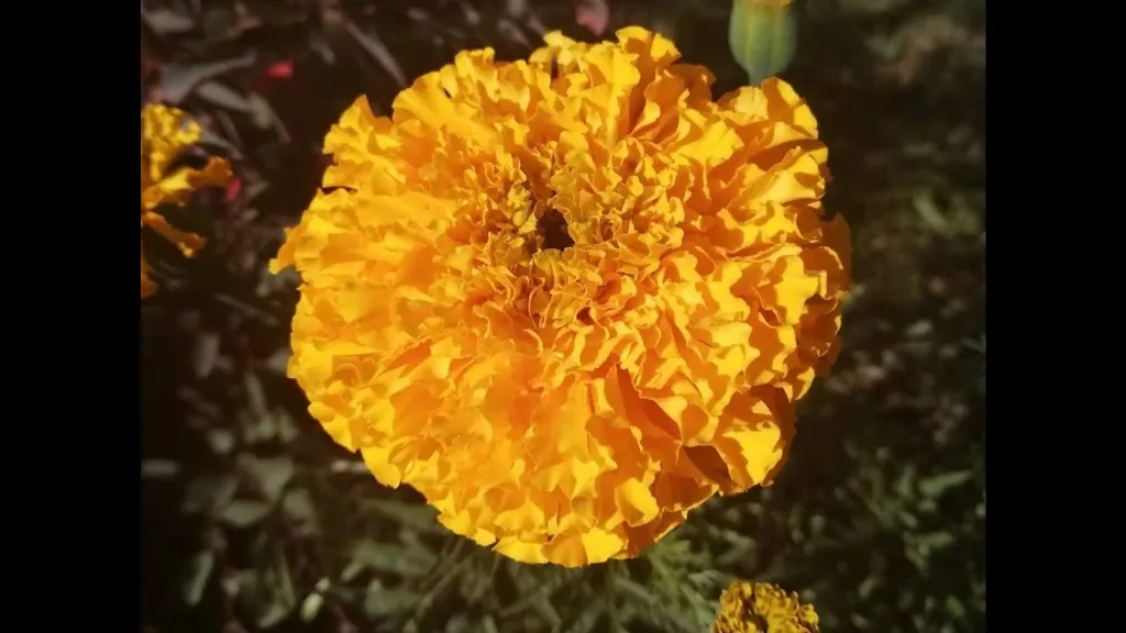 Gasthaus und Campingplatz 