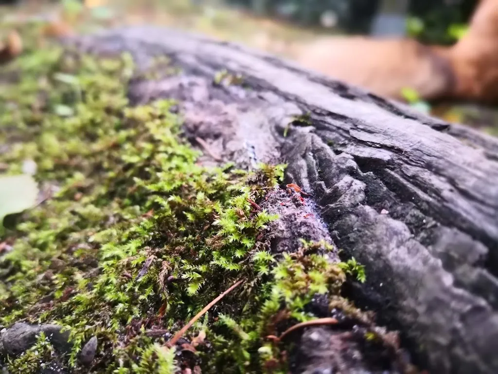 Restaurant Waldwirtschaft Alter Kanal_Celle_slider_image_3