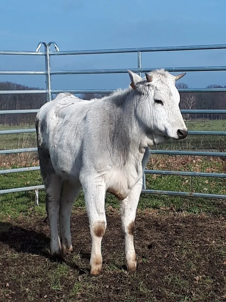 Restaurant Zur Linde_Hankensbüttel_slider_image_3