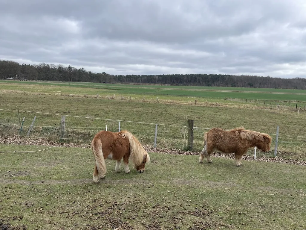 Sara Al-Rawi_Dreimädelhaus Kirchseelte_Kirchseelte_recensione