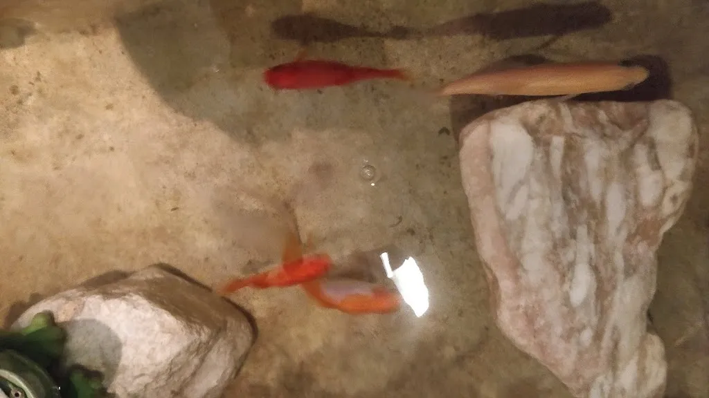 Menu_Restaurant Bosna_Nordheide_immagine_9