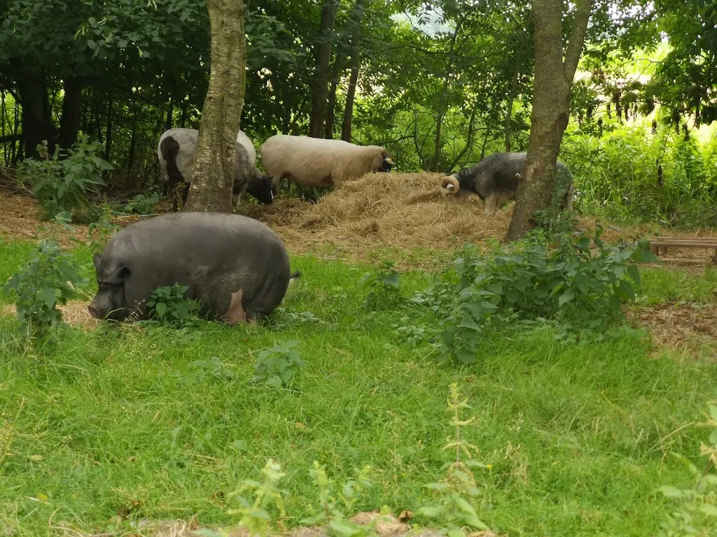 Regina_Hof Iggewarden_Butjadingen_review