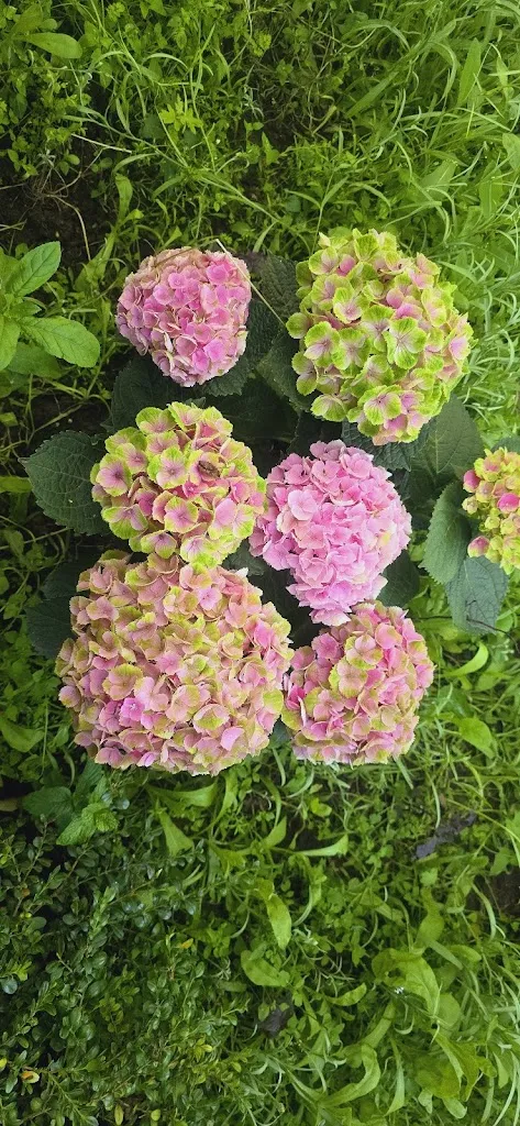 Mr. Ms_VietGarten_Arnstein_recensione