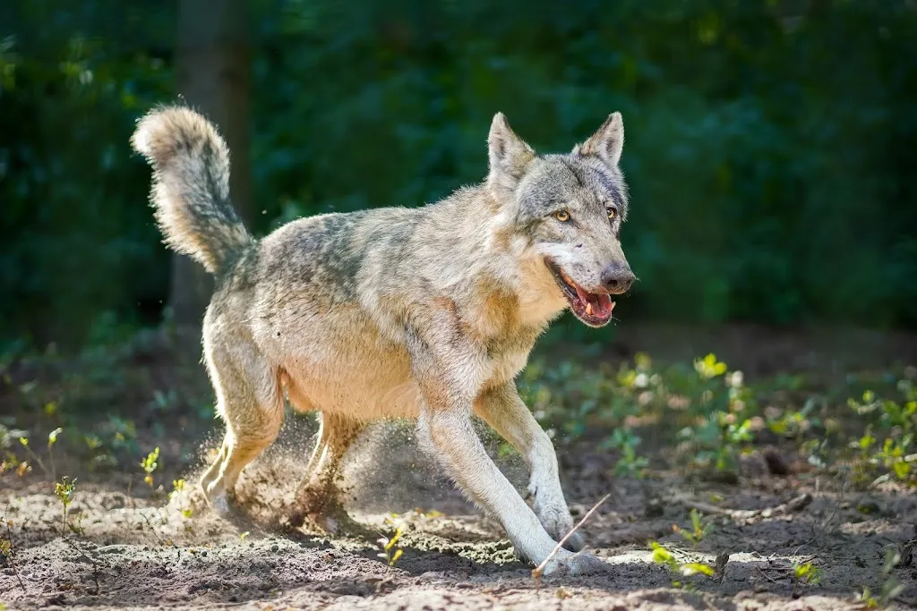 Restaurant Wolfsrevier_Dörverden_slider_image_3