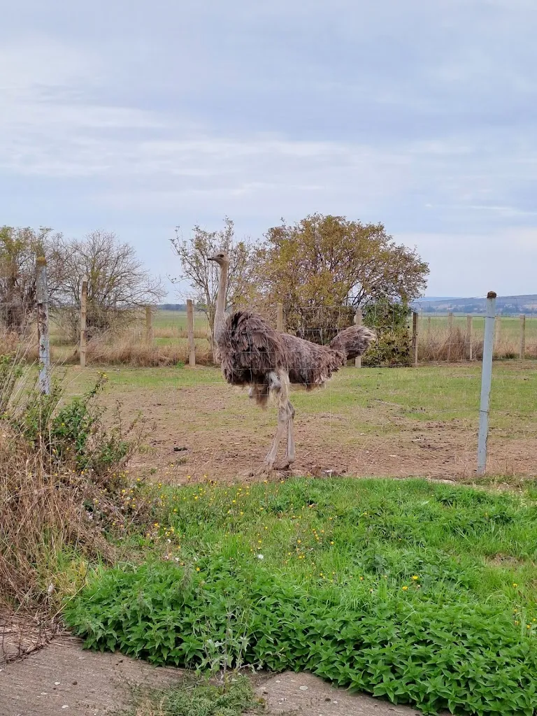Michael Taubald_Straußenfarm am Bruch_Huy_review
