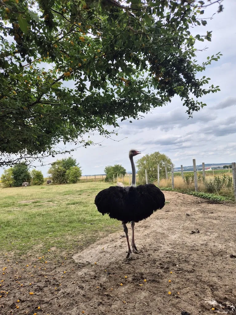 Straußenfarm am Bruch_Huy_slider_image_3