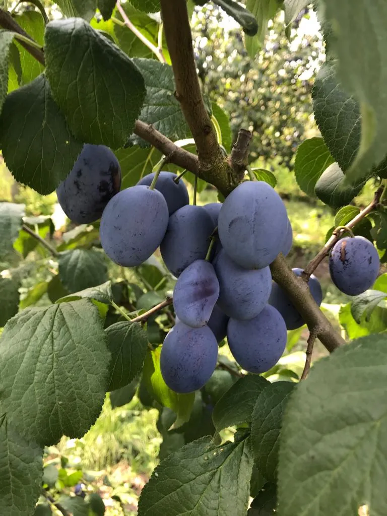 Obst- & Beerenhof Alps_Lachendorf_slider_image_1