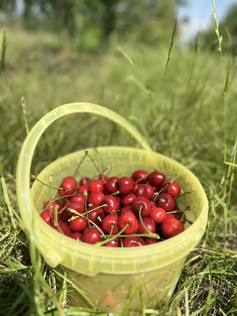 Menu_Asia Restaurant Long Asia_Lachendorf_immagine_8