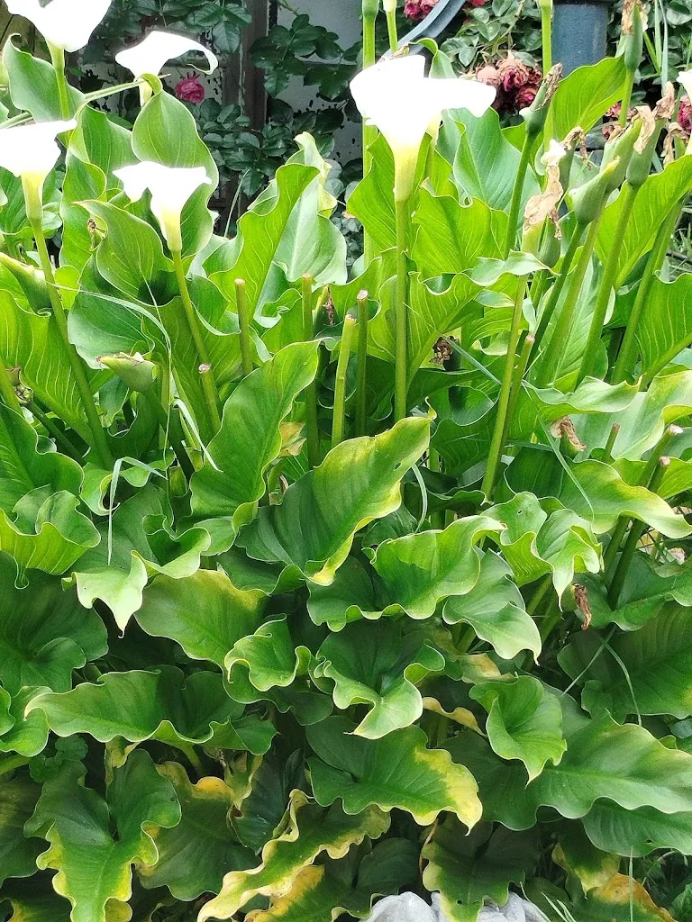 Nordland Bär_Wiebkes Klönstuv__review