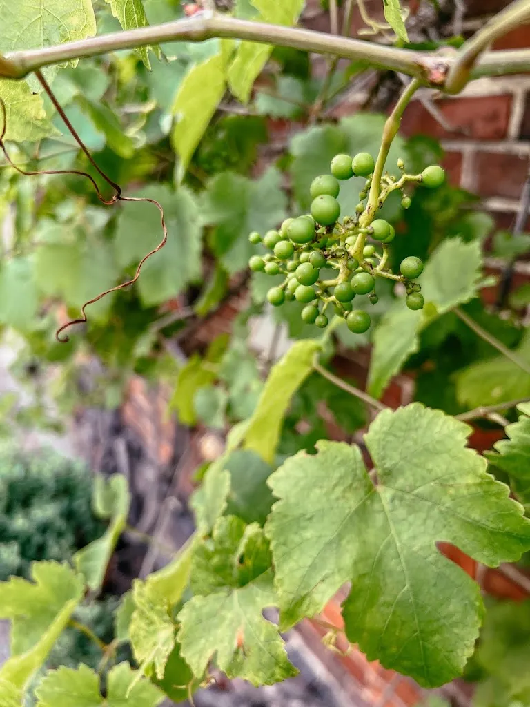 Menu_Gasthof Deutsche Eiche_Rehburg-Loccum_immagine_3