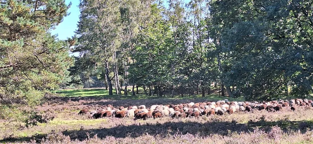 Schneverdinger Hof_Schneverdingen_slider_image_3