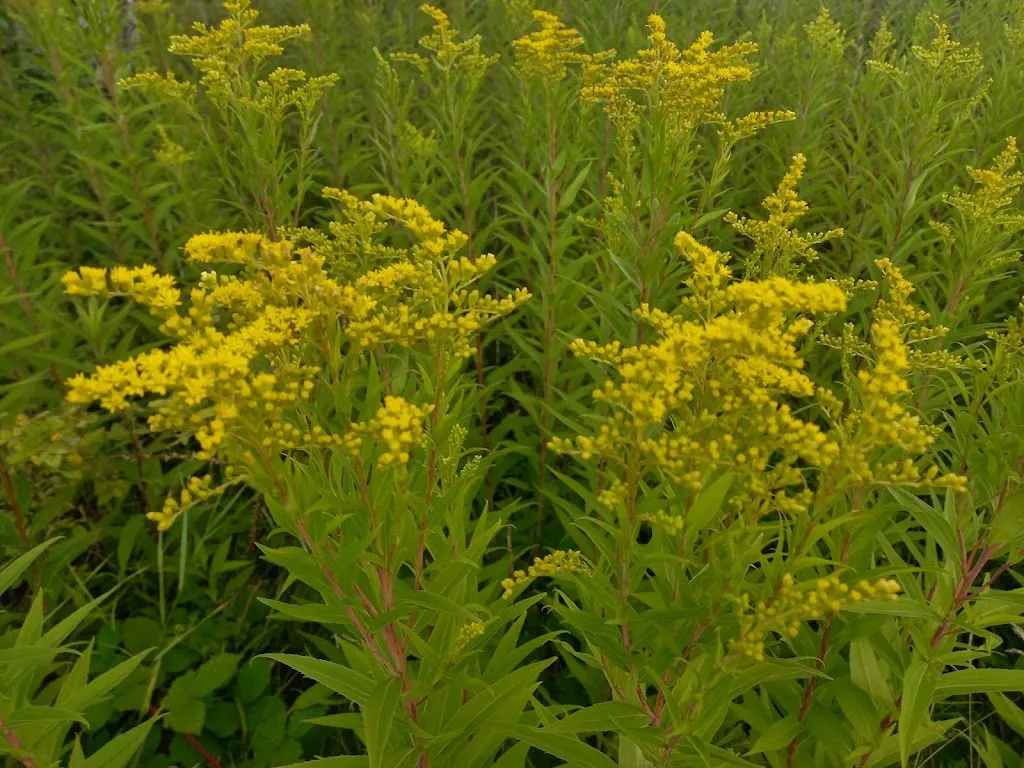 Susanne Reissig_Schafstall Schneverdingen_Schneverdingen_review