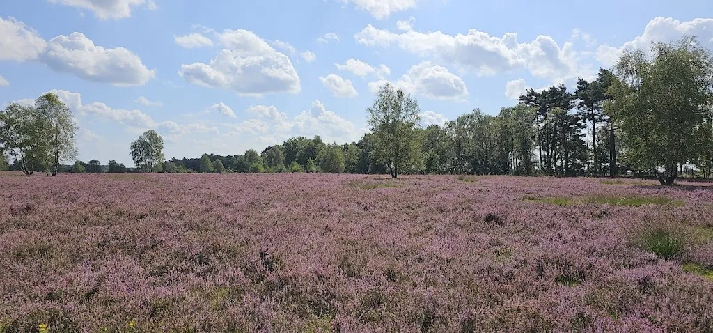 Alex Matz_Pietzmoor - Wanderweg_Schneverdingen_review