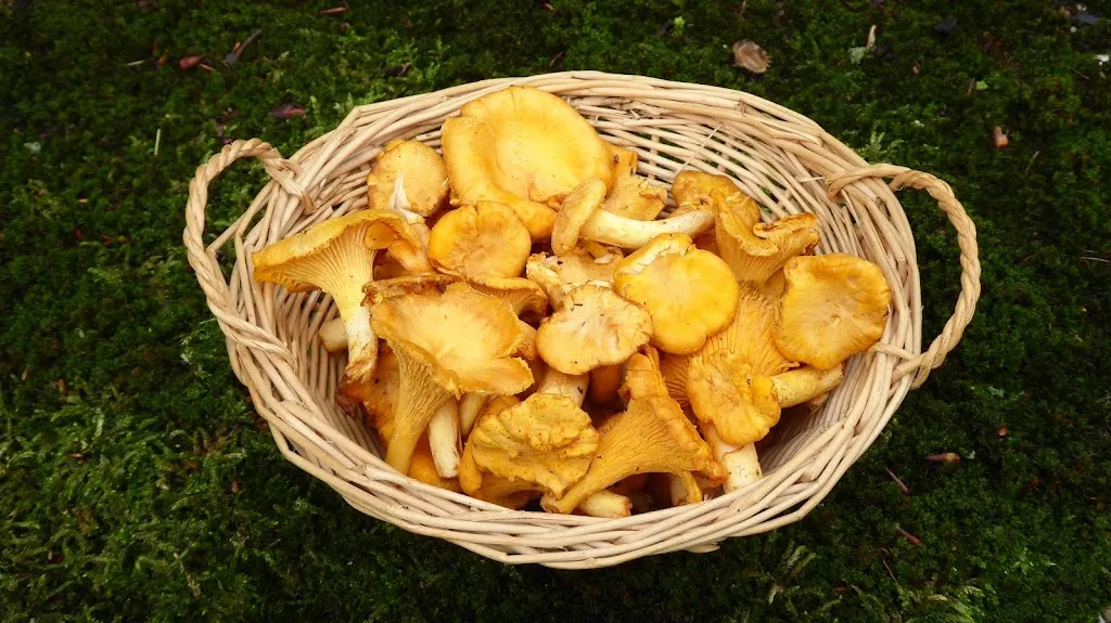 Menu_Möhmes Hof - Bernd Carstens_Visselhövede_image_2