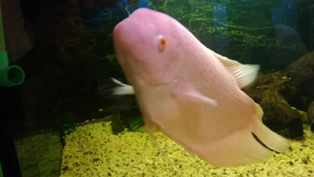 Menu_Trung Dung Tran Restaurant WOK_Weener_immagine_6