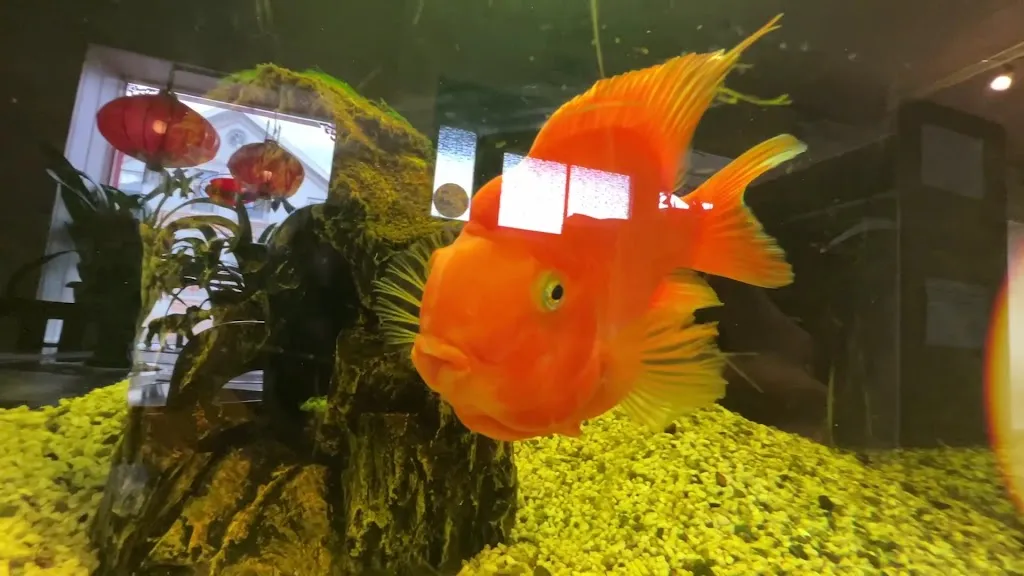 Trung Dung Tran Restaurant WOK_Weener_slider_image_2