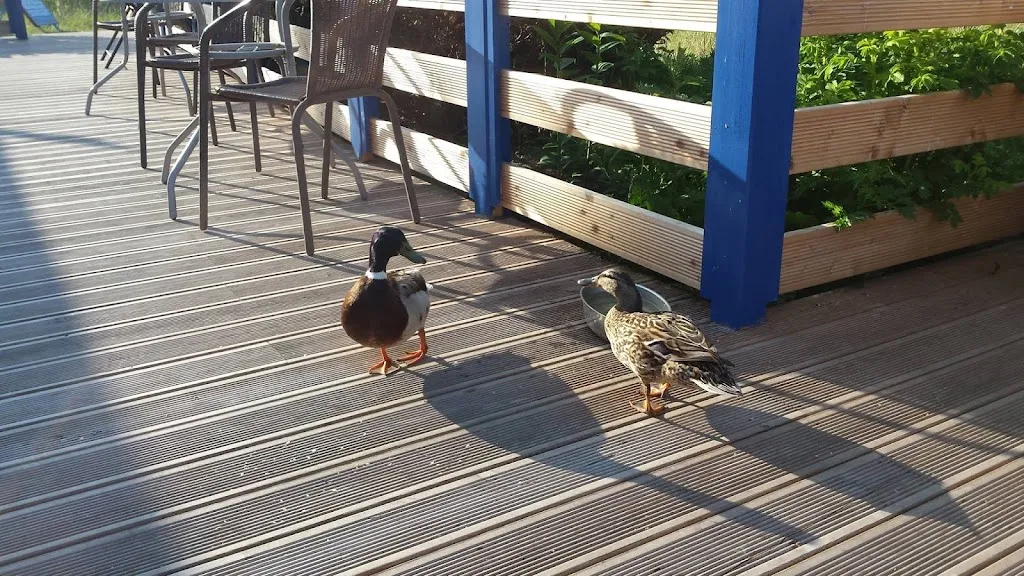 Norderende, Pension, Cafe, Unterkunft_Vitte/Hiddensee_slider_image_3