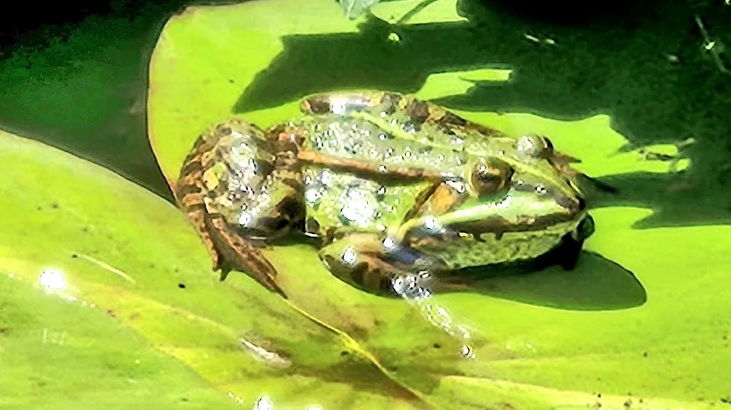 Der Mühlenbacher Landmarkt & Imbiss_Rosin_slider_image_2