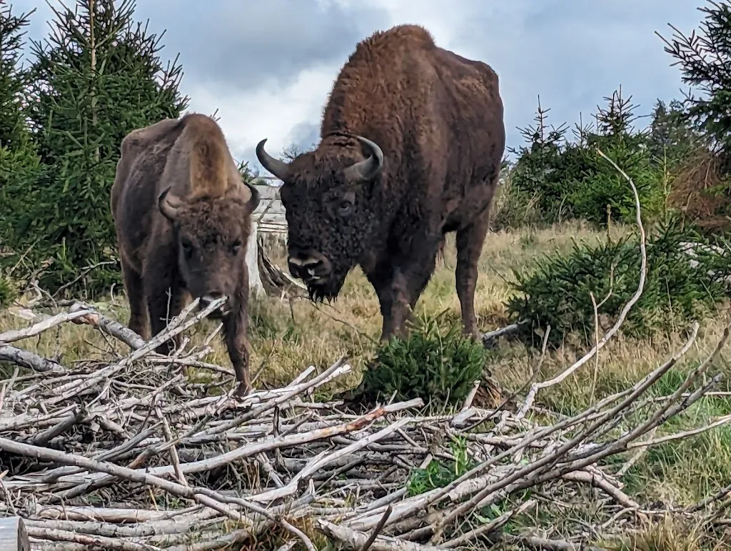 WisentWildnis Wittgenstein gGmbH ristorante a Berleburg