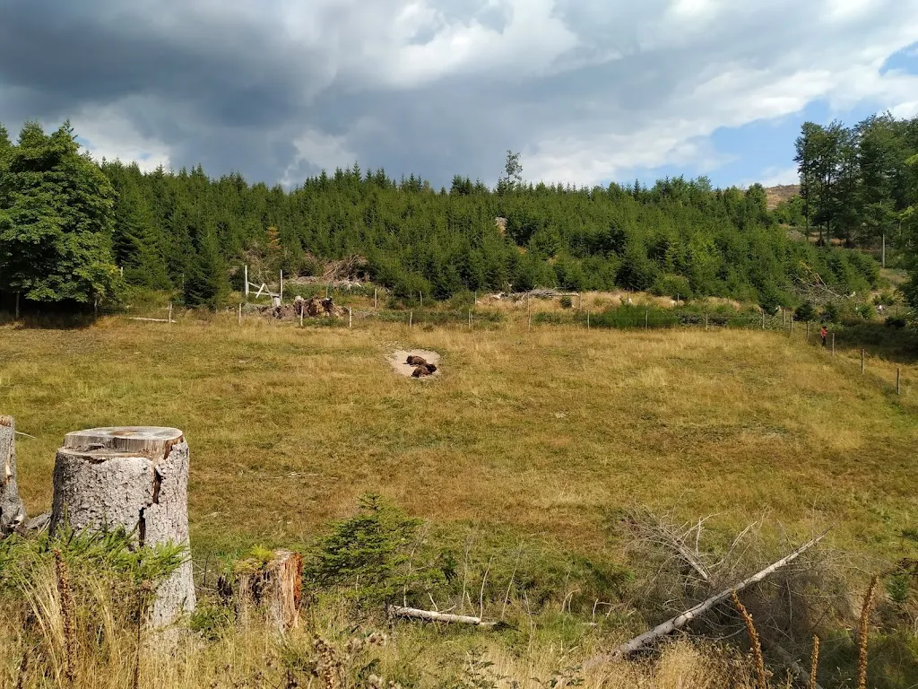 WisentWildnis Wittgenstein gGmbH_Berleburg_slider_image_3