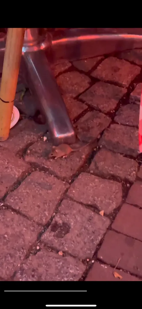 Cosmin Misu_Casa Nuova_Köln_review