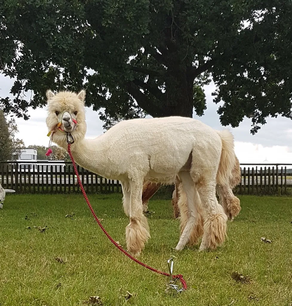 Gasthaus & Restaurant Dahlemer Binz_Dahlem_slider_image_2
