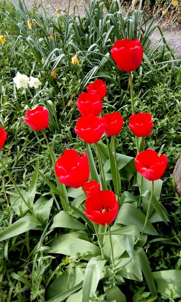 Joseph Kanamkudam_Cafè Rosengarten_Bamberg_review