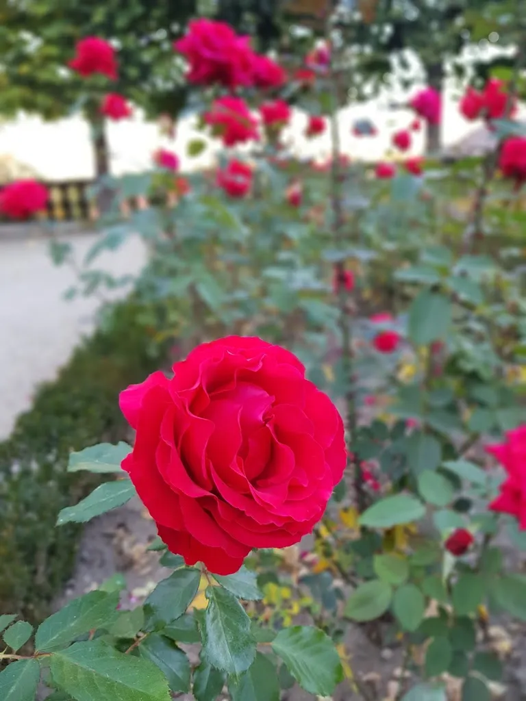 Yael Reip_Cafè Rosengarten_Bamberg_review