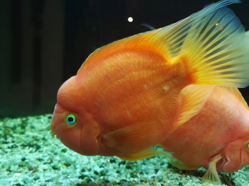 Menu_Restaurant China Palast_Erwitte_image_9