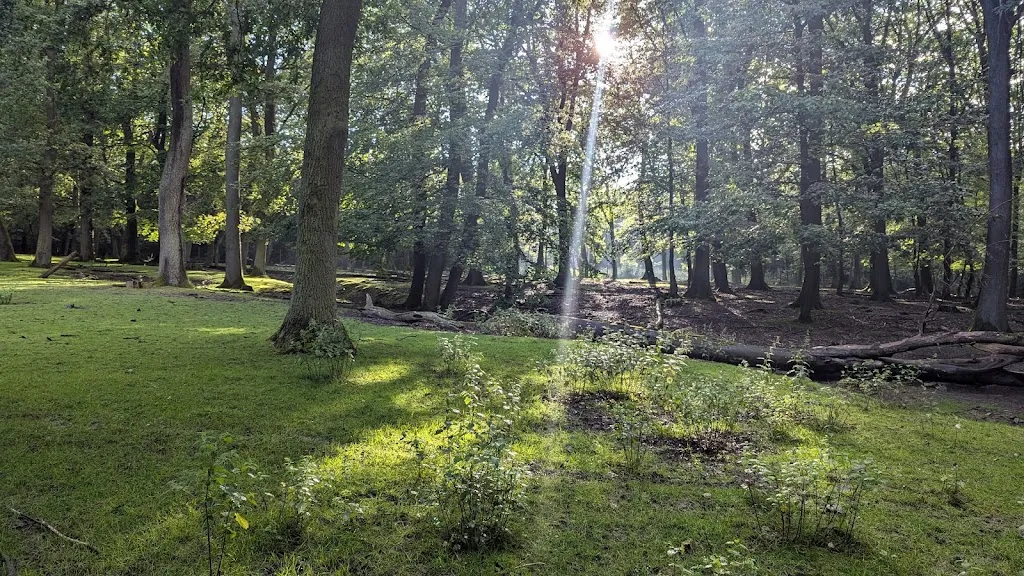 Wolfgang Schnatz_Bohler Heide_Eschweiler_recensione