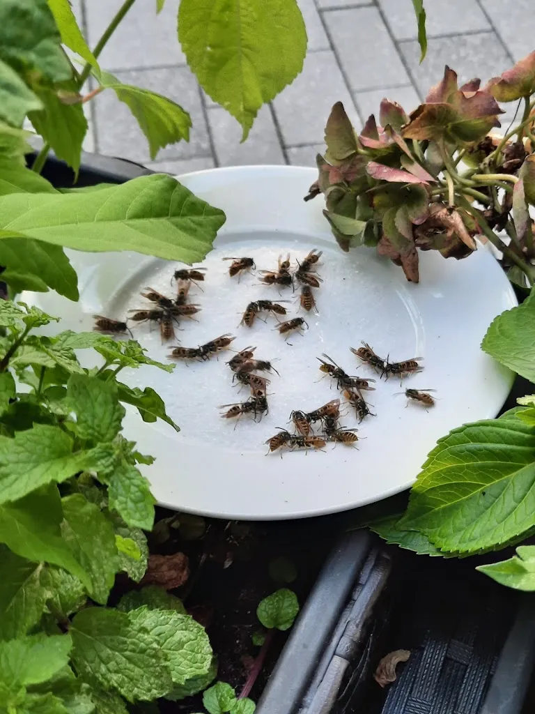 Menu_Graziella Due_Gelsenkirchen_image_9