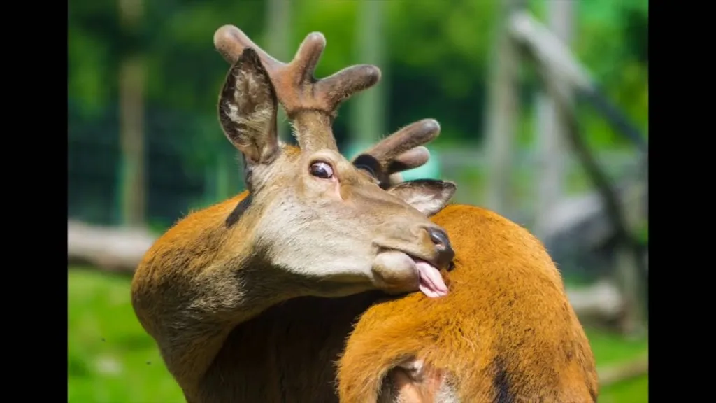 Timo Gottbrecht_Gasthaus Zimmermann_Inn_review