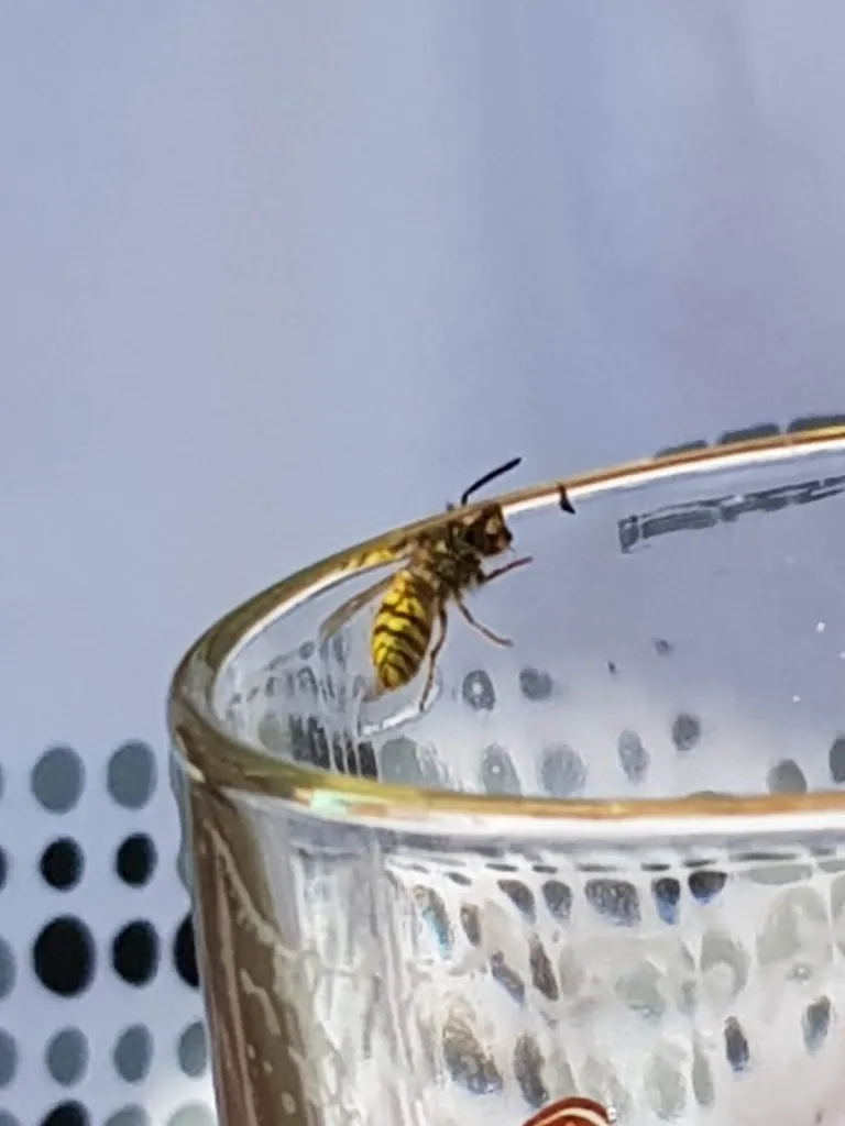 Menu_Das Lauschig_Havixbeck_image_8