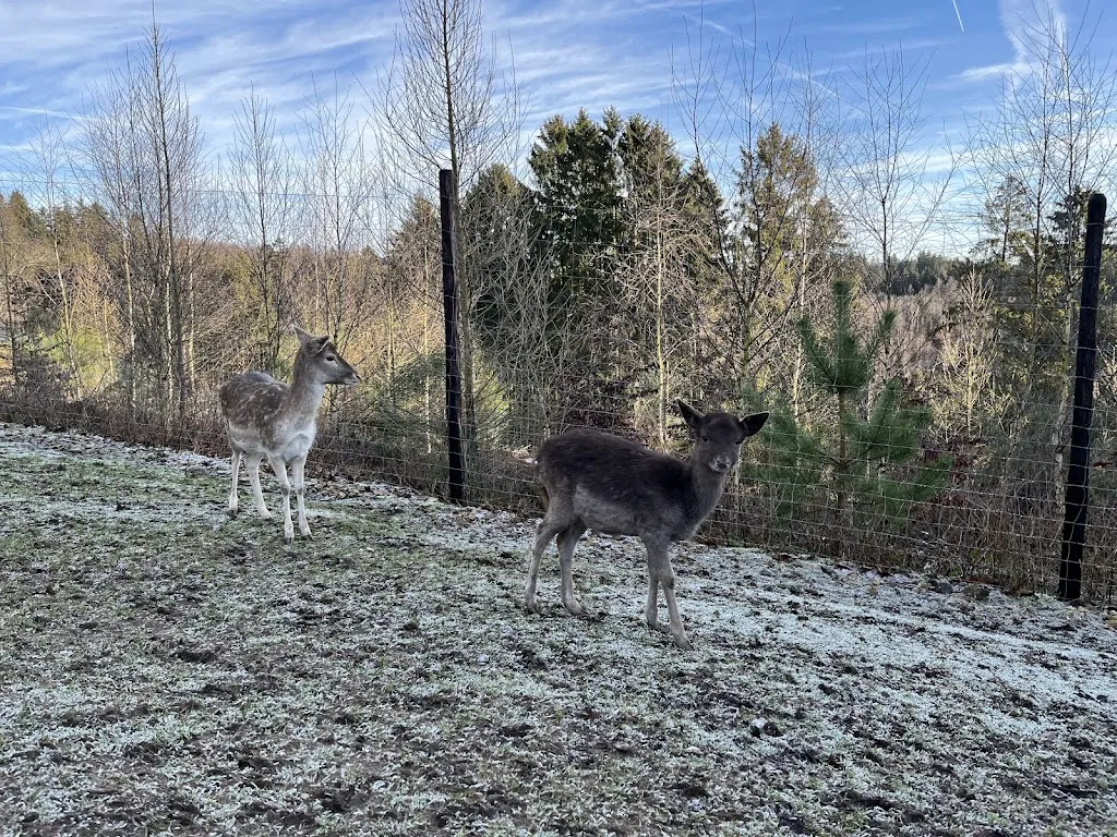 Nina J_Greifvogelstation & Wildfreigehege Hellenthal_Hellenthal_review