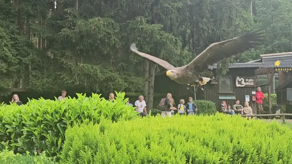 Greifvogelstation & Wildfreigehege Hellenthal_Hellenthal_slider_image_2