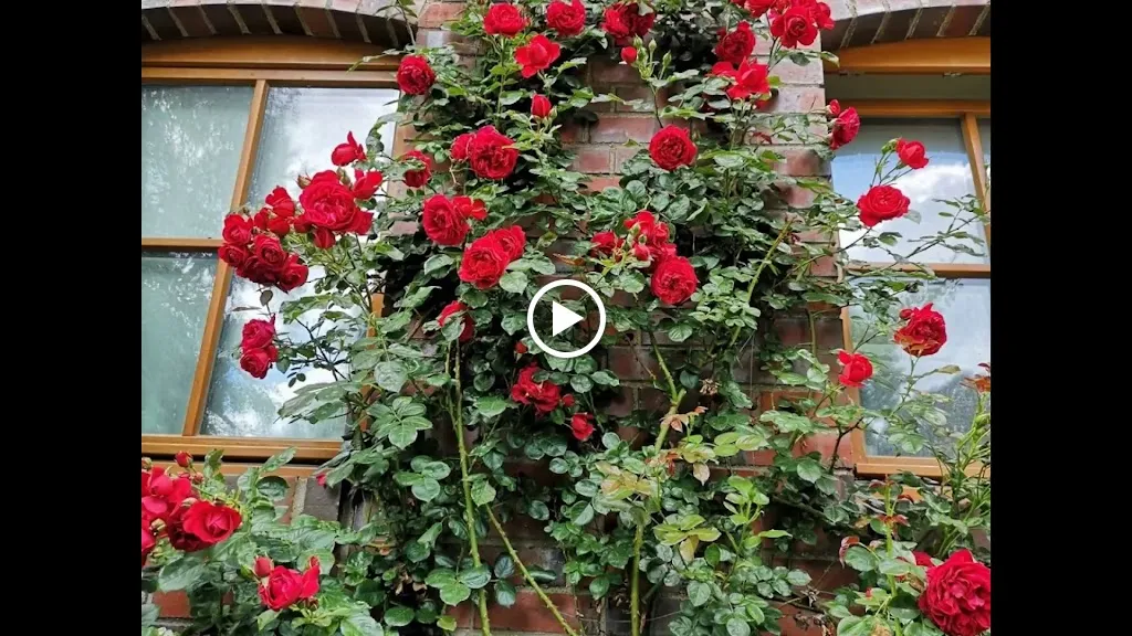 Gartencafé Düsediekerbäumer_Hiddenhausen_slider_image_2