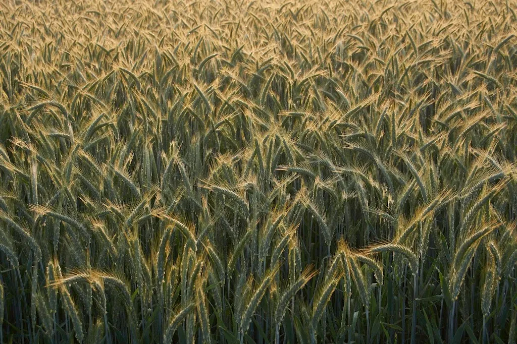 Brunnenhof in der Ried - Familie Große-Streuer restaurant in Herten