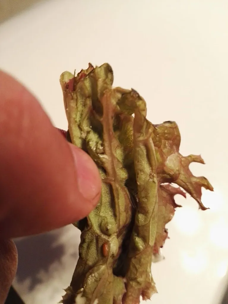 Menu_Pizzeria Milano_Hürth_image_8