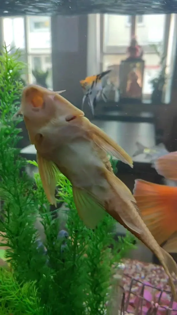 Xin Chào Restaurant_Kevelaer_slider_image_2