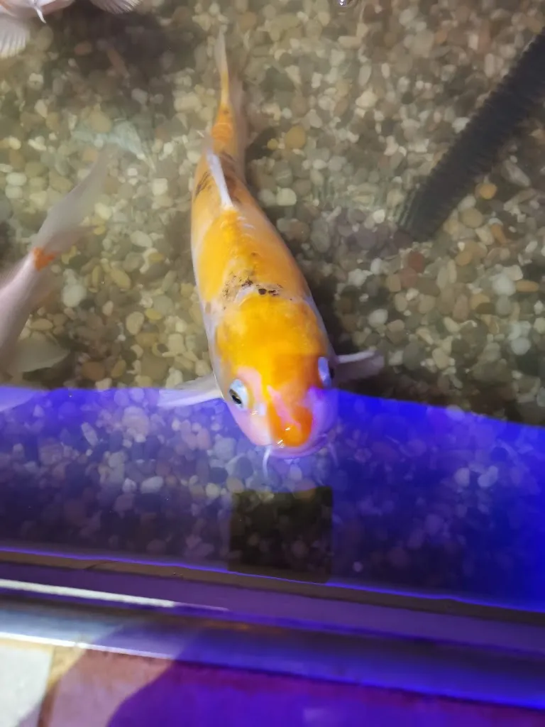 Menu_Neue Welt Lippstadt_Lippstadt_immagine_9