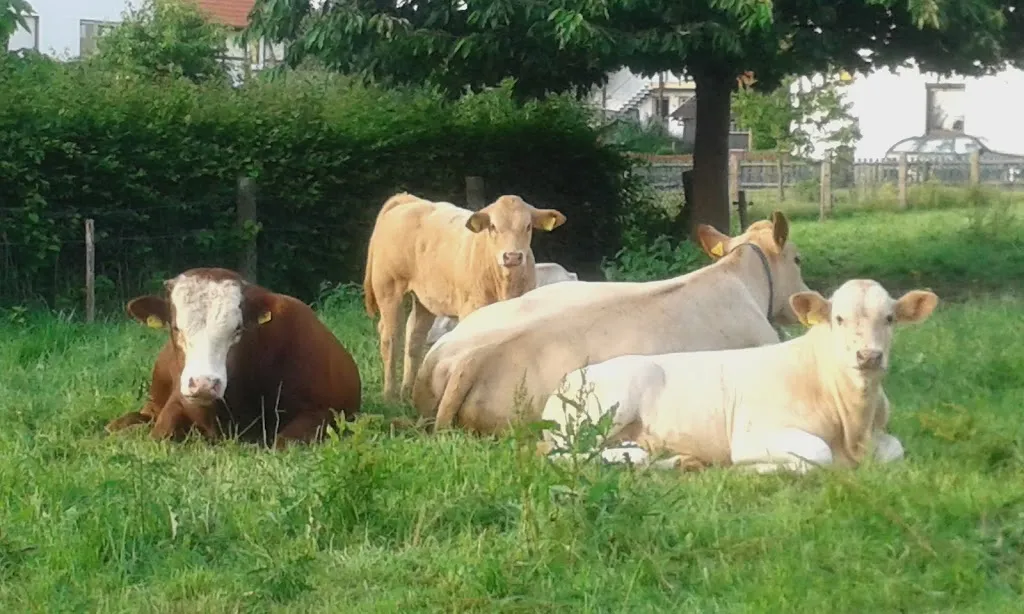 Schierbrucher Krug_Lügde_slider_image_3